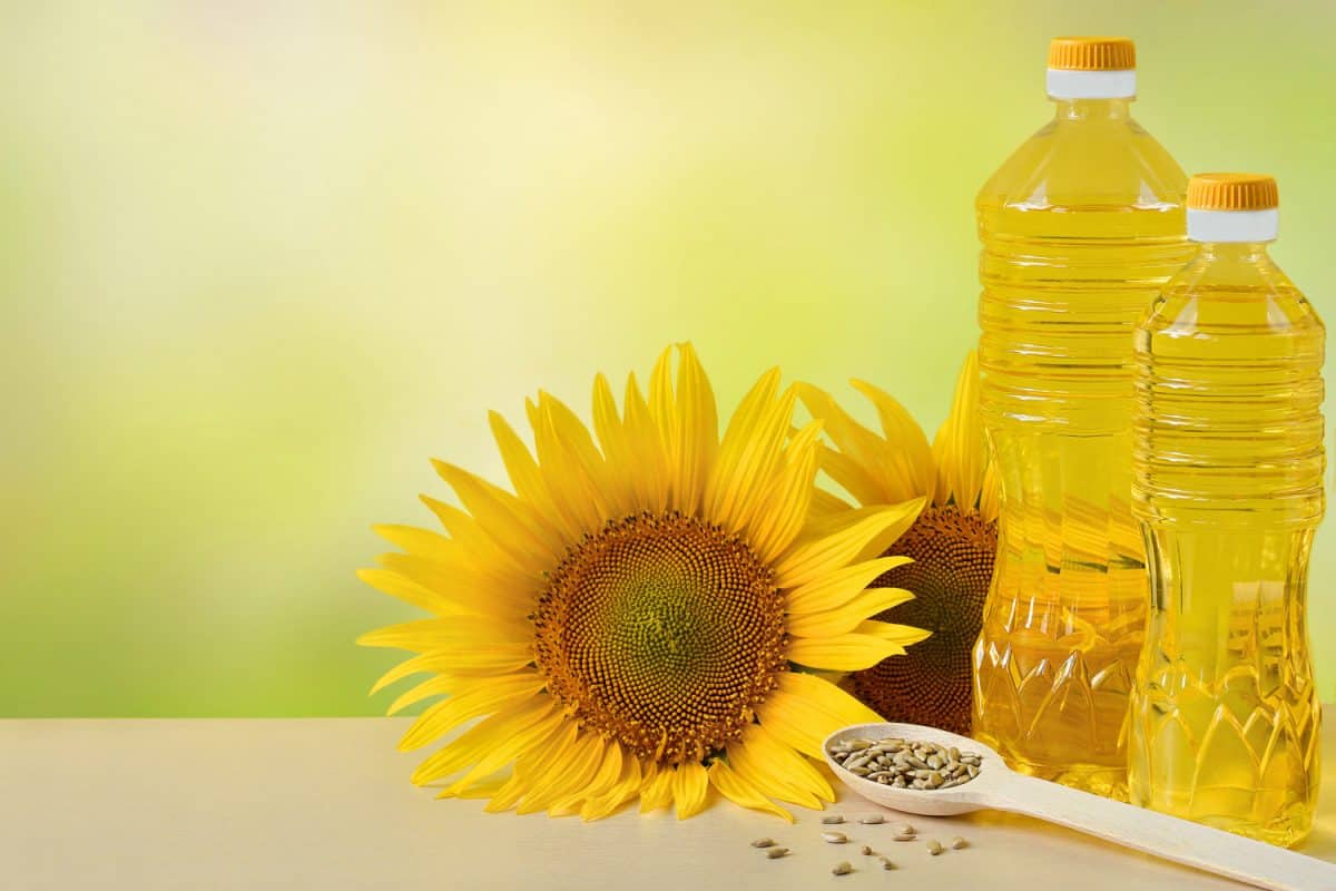 葵花籽油在瓶子里，葵花籽的种子和花关闭与文本复制空间