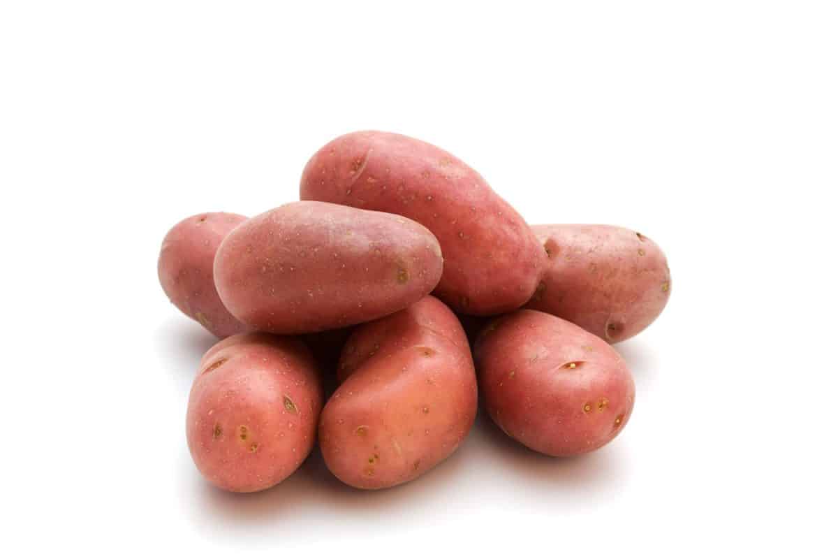 法国红土豆