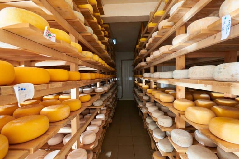 老旧的奶酪在工厂,奶酪总是年龄最终还是变坏呢?(根据类型的奶酪)