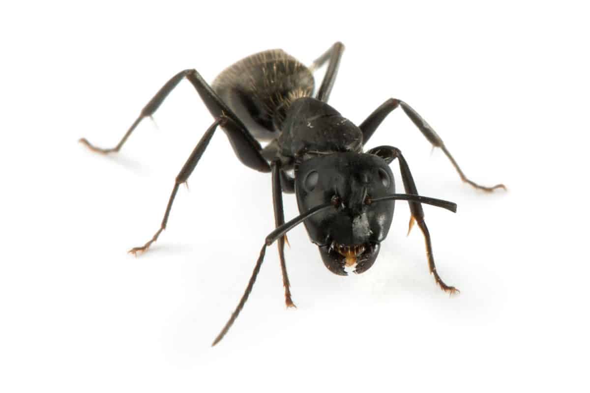 一个近距离的照片,白色背景上的黑色的蚂蚁