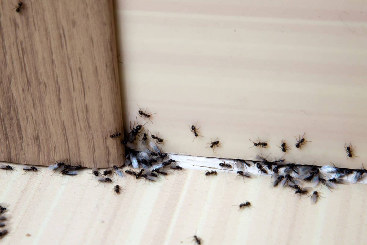 巨大的黑色蚂蚁爬在厨房地板上bd手机下载