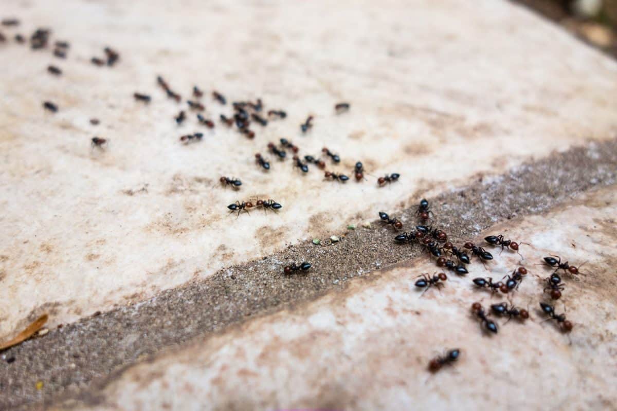 巨大的黑色路面蚂蚁拍照在人行道上