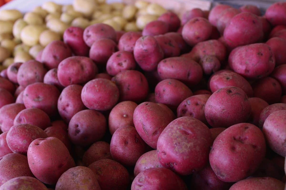 市场上陈列的红土豆