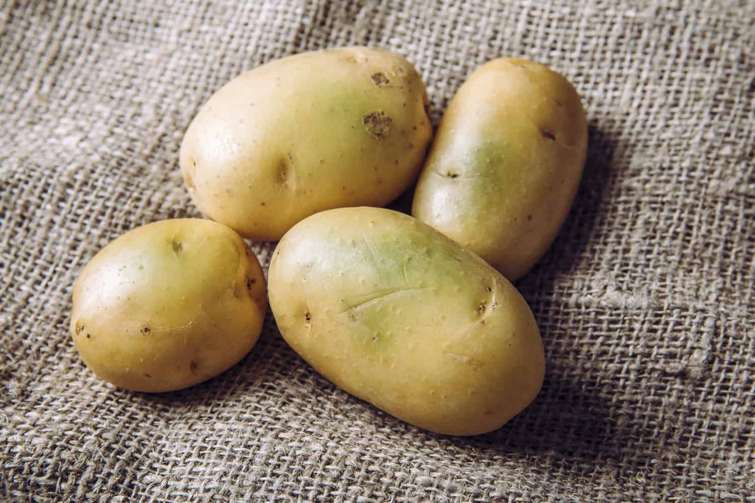 黑暗和温暖会使土豆皮变绿，其中含有大量的毒素——龙葵碱，这种毒素会致病，而且是有毒的。