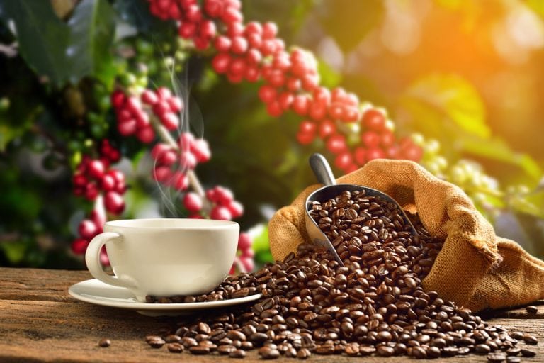 一杯咖啡和烟在粗麻袋咖啡豆咖啡树,多少为一壶咖啡勺吗?