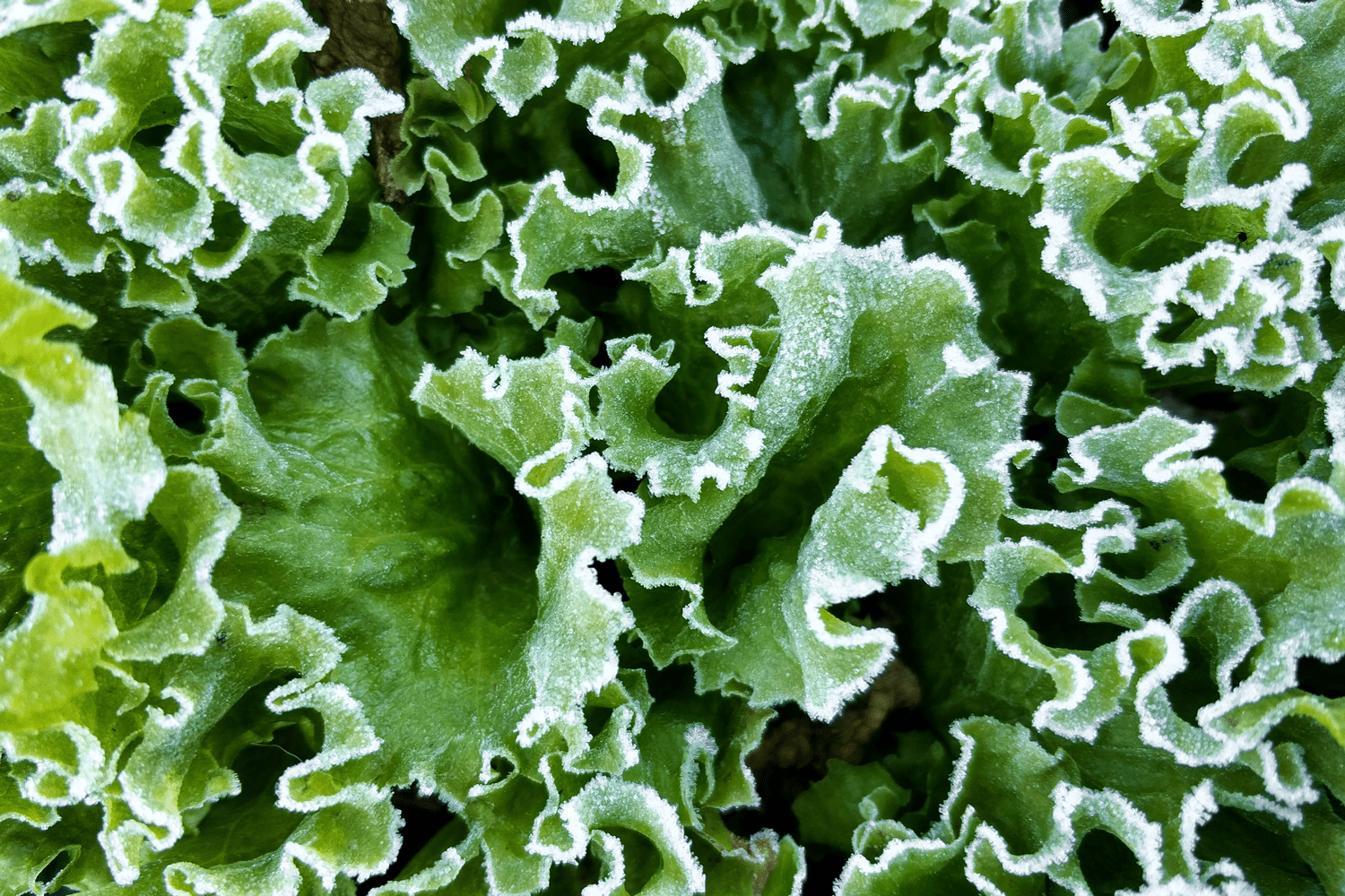 在霜冻中的绿色生菜叶子特写。寒冷的气温。秋天的早晨。