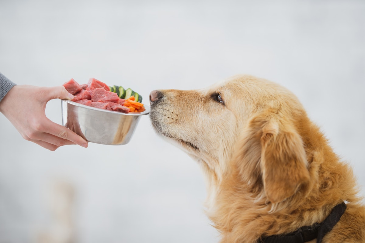 一个超级可爱的金色彩色狗闻到它的主人拿着一碗食物。