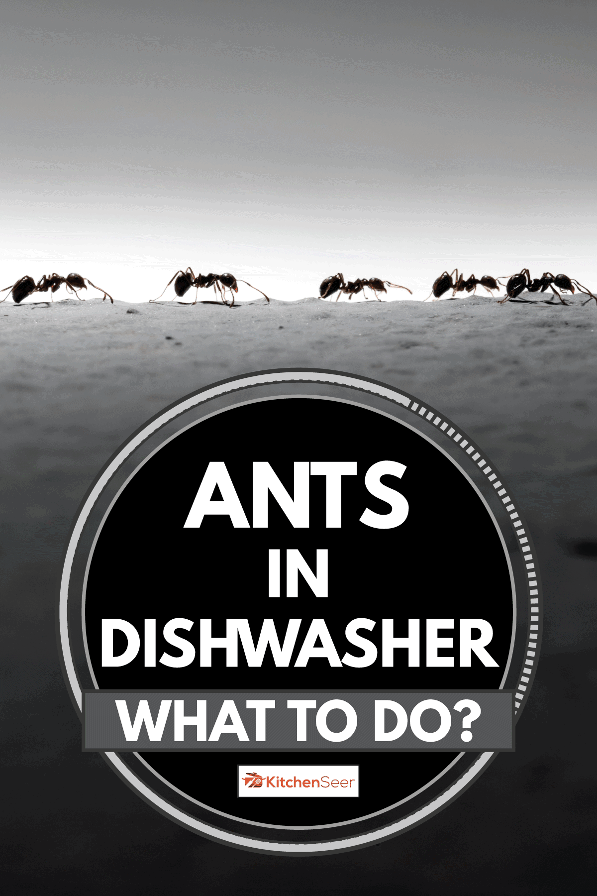 蚂蚁一起行军的特写照片，洗碗机里的蚂蚁-该怎么办?＂width=