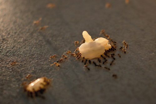 阅读更多文章《洗碗机里的蚂蚁——怎么办?》