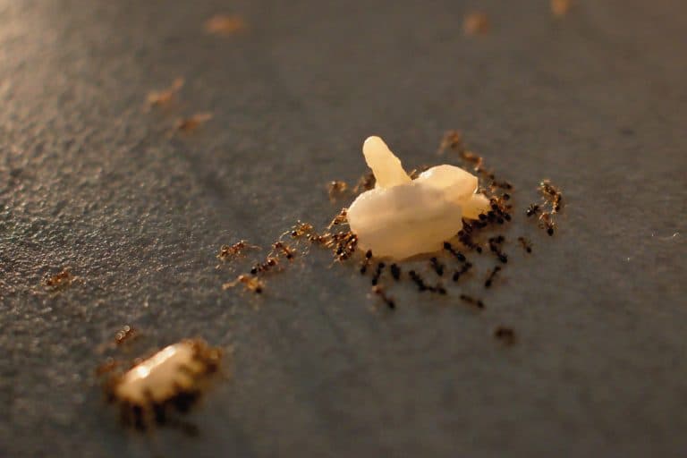蚂蚁携带米粒在厨房里,蚂蚁在洗碗机——要做什么?bd手机下载