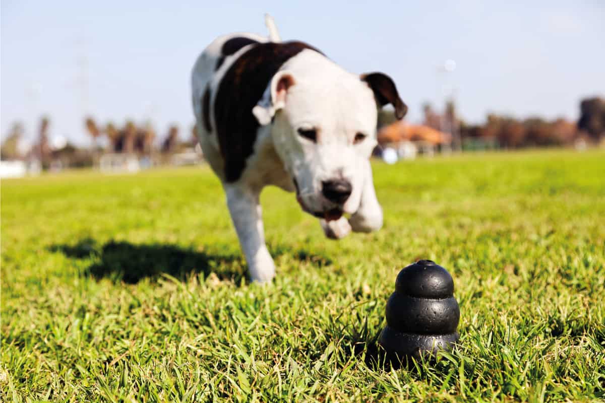 公园草地上的狗追狗孔，狗孔洗碗机安全吗?