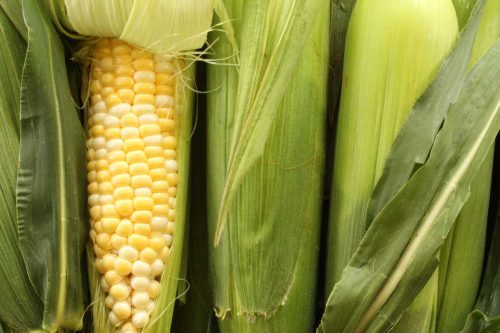 阅读更多关于“玉米棒上的玉米能持续多久?”