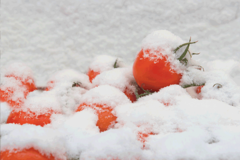 西红柿好冰。你能再冰冻西红柿