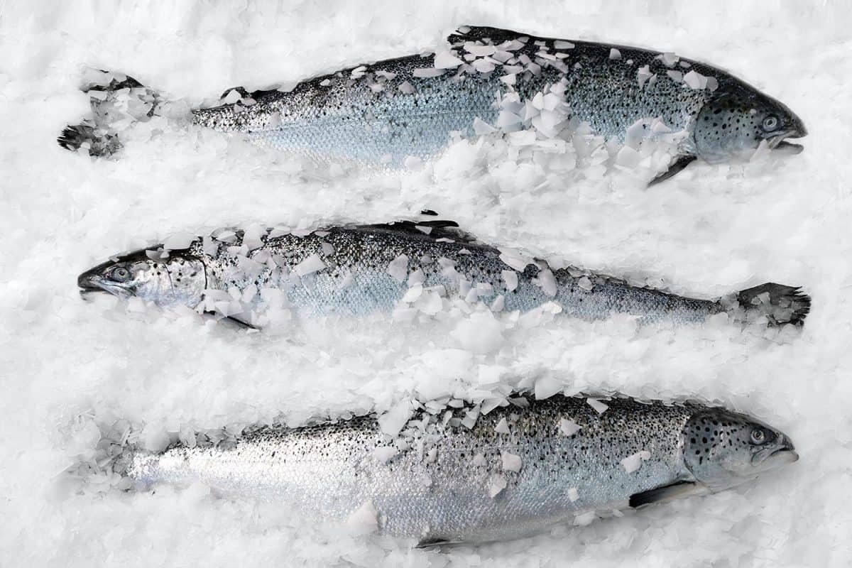 新鲜的挪威三文鱼在冰上