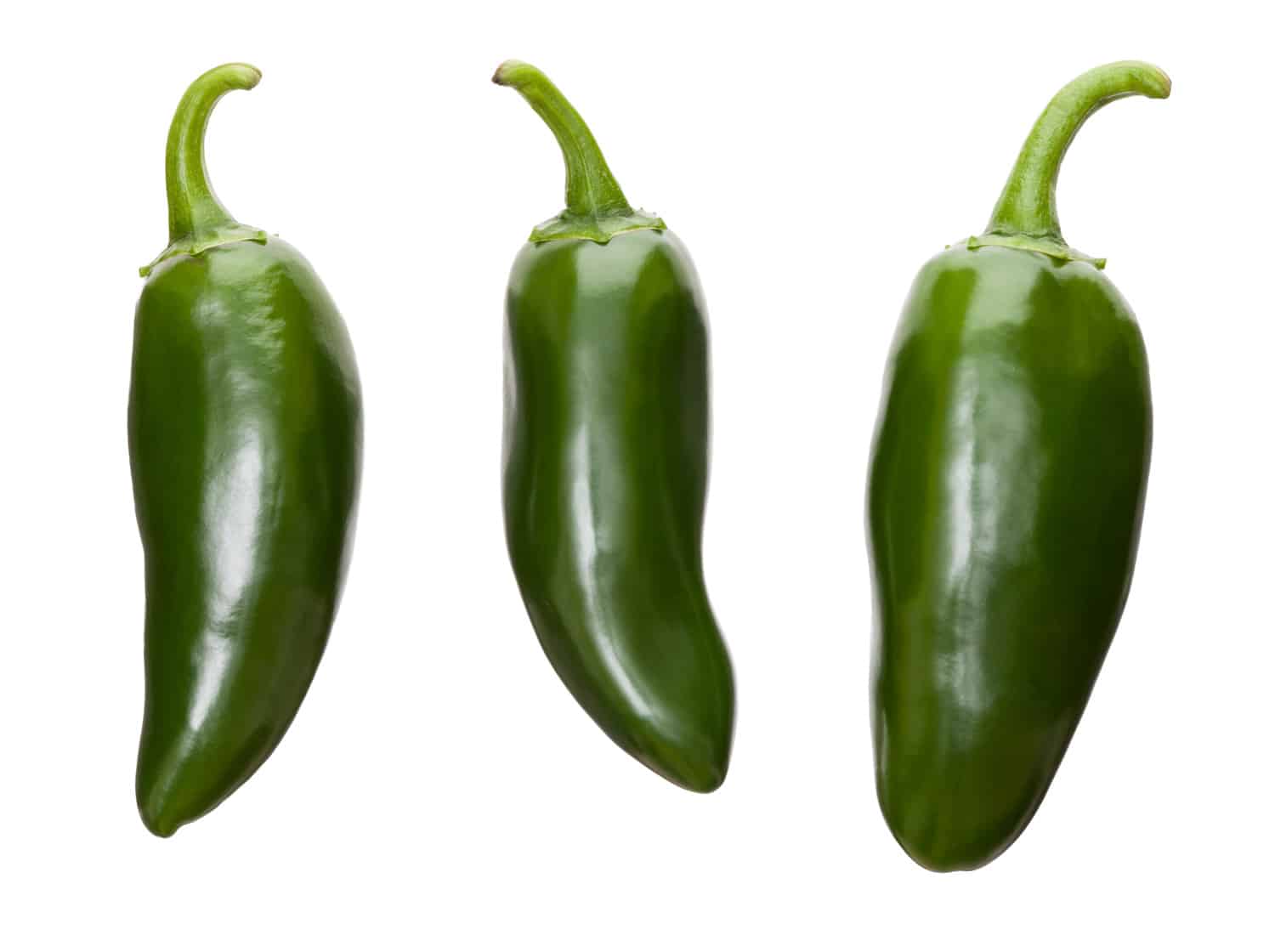 三种完美的新鲜墨西哥辣椒单独放在白色的背景上