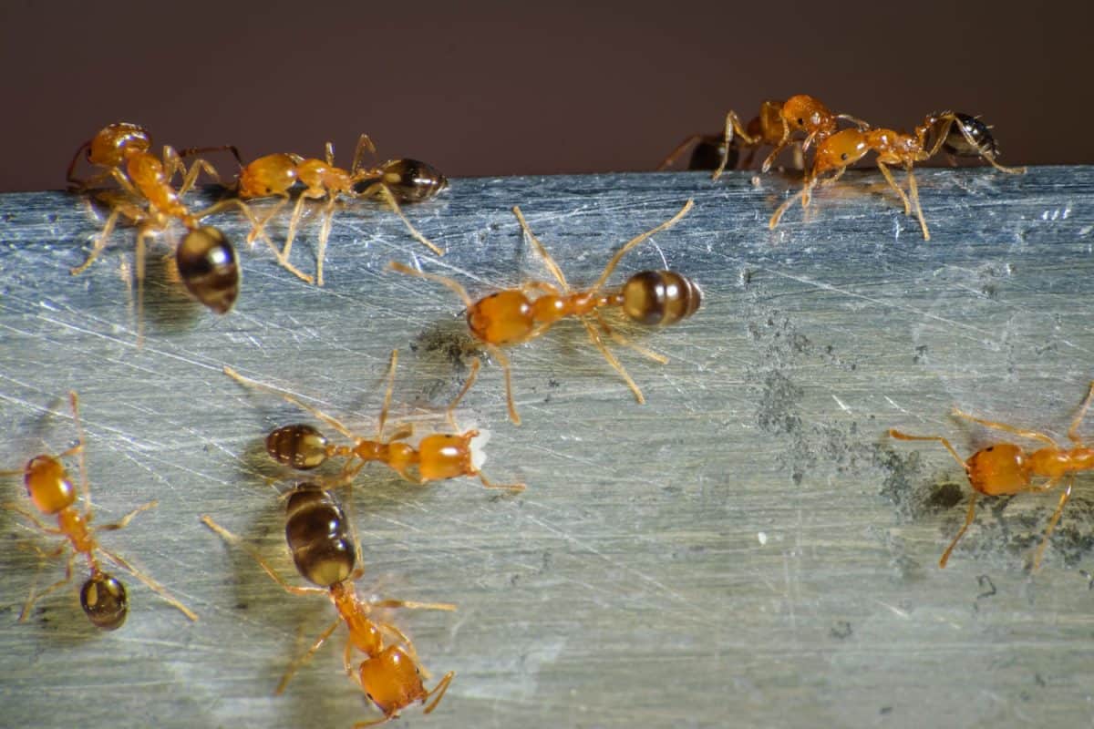 一个近距离的照片法老一群蚂蚁