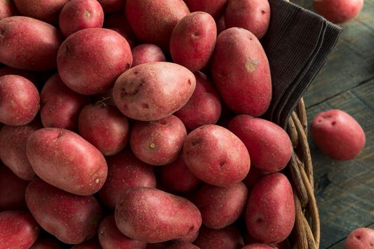 新收获红土豆在篮子里,你能与红土豆薯条?