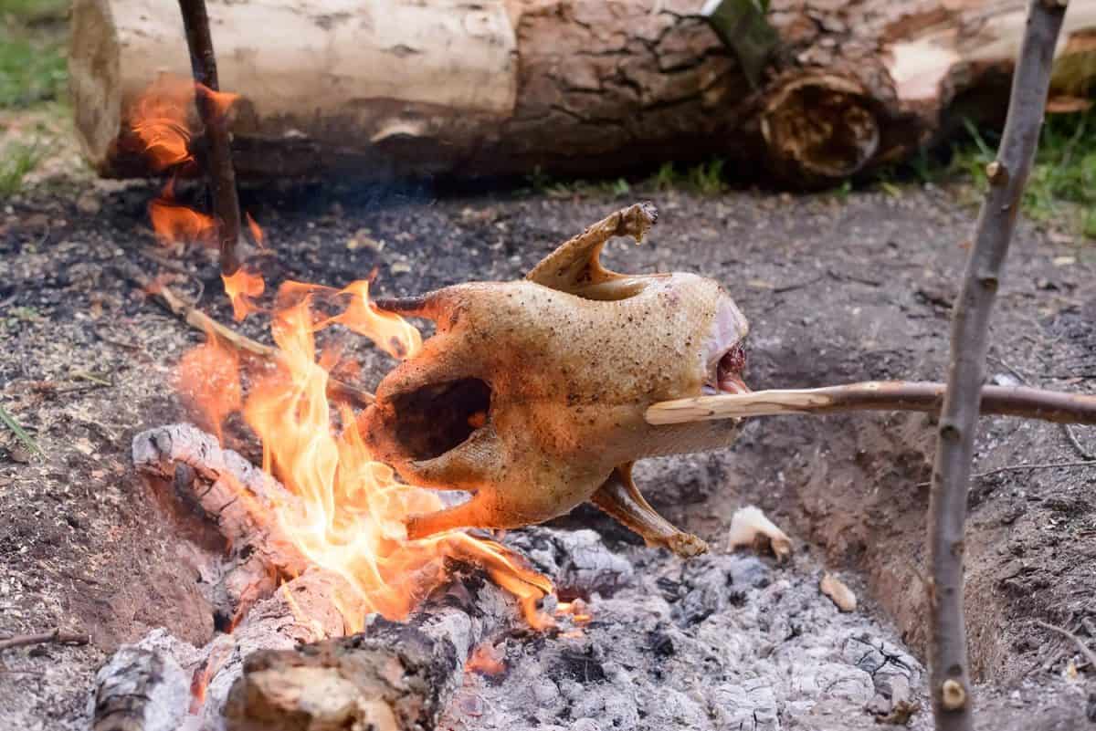 在篝火上烤鸡