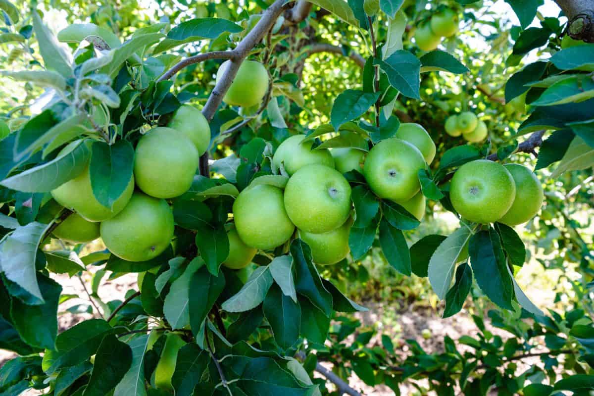 树枝上挂满了成熟的史密斯奶奶苹果