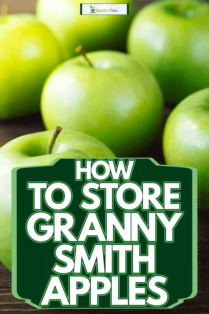 一枝满是成熟的史密斯奶奶苹果，如何储存史密斯奶奶苹果