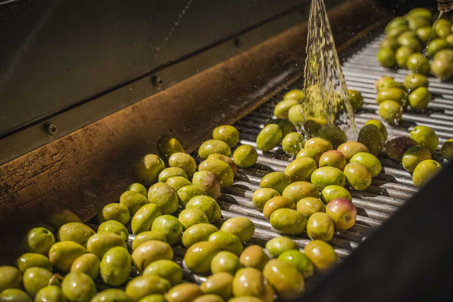 橄榄在生产线上被清洗，因为它是橄榄油