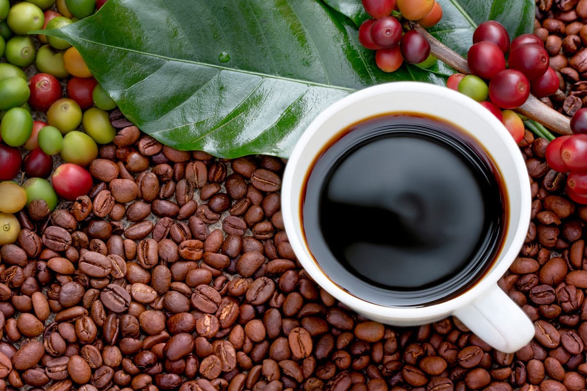 阿拉比卡、罗布斯塔和有机咖啡豆