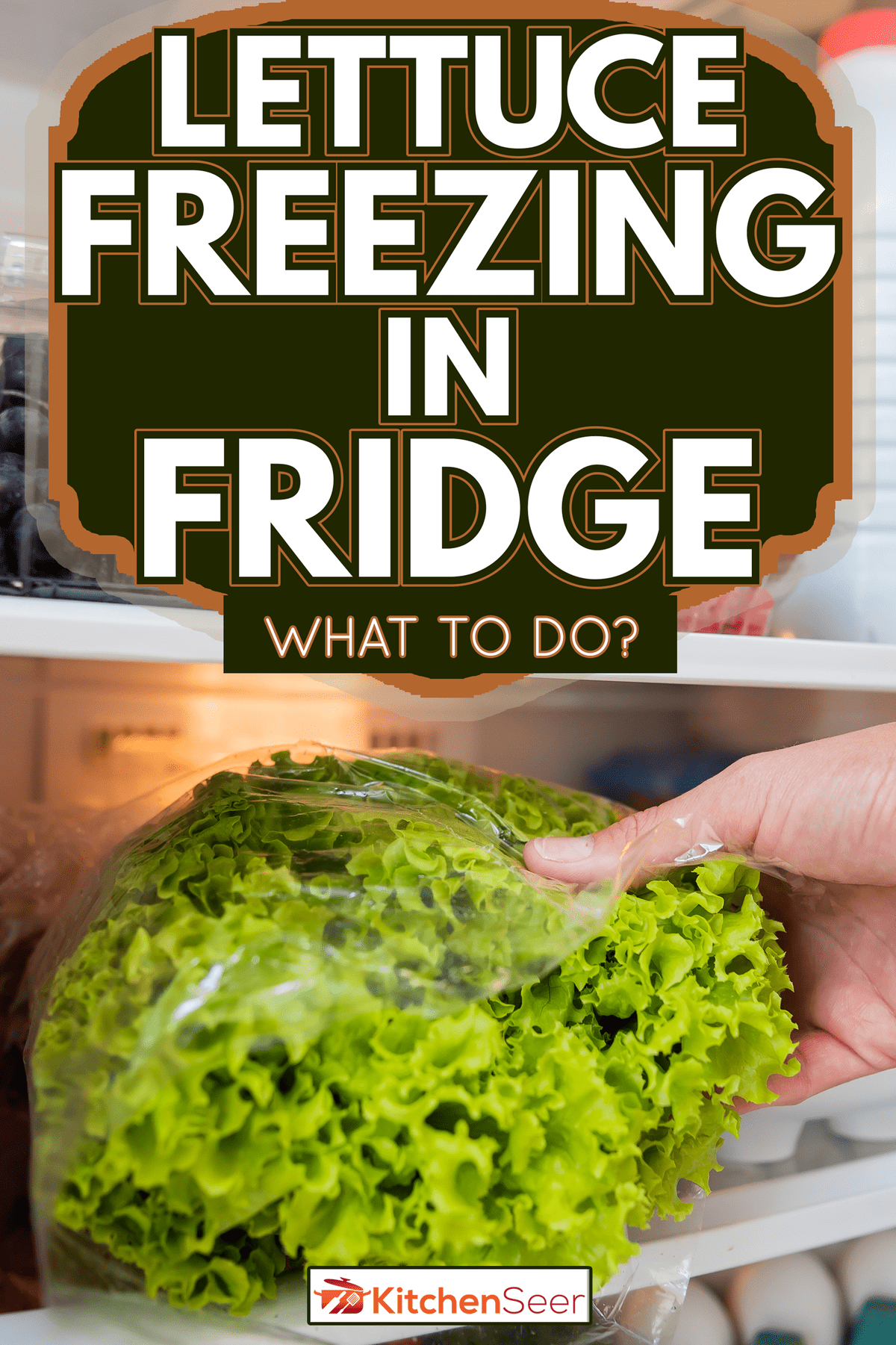 塑料袋里的生菜-冰箱里冷冻的生菜-该怎么办