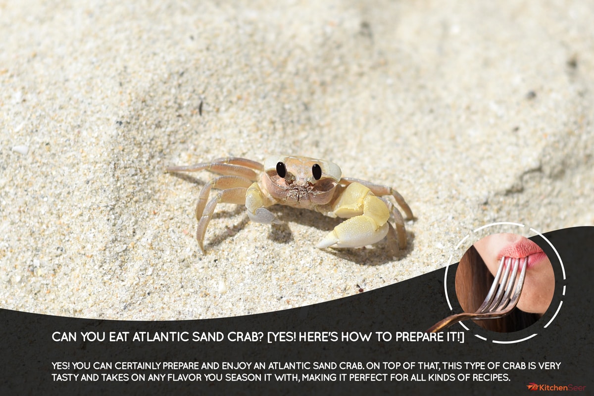 越南Doc Let海滩的大西洋幽灵蟹，你能吃到大西洋沙蟹吗?(是的!以下是如何准备它!］