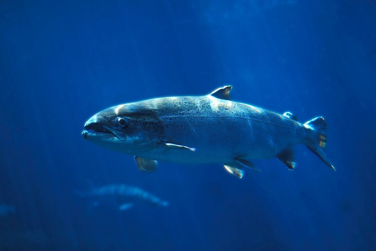 大西洋鲑鱼游在魁北克的蓝色水域