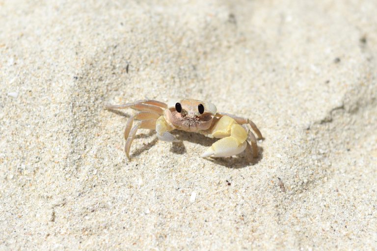 大西洋鬼蟹医生让海滩在越南,你能吃大西洋沙蟹吗?(是的!这是如何准备它!)