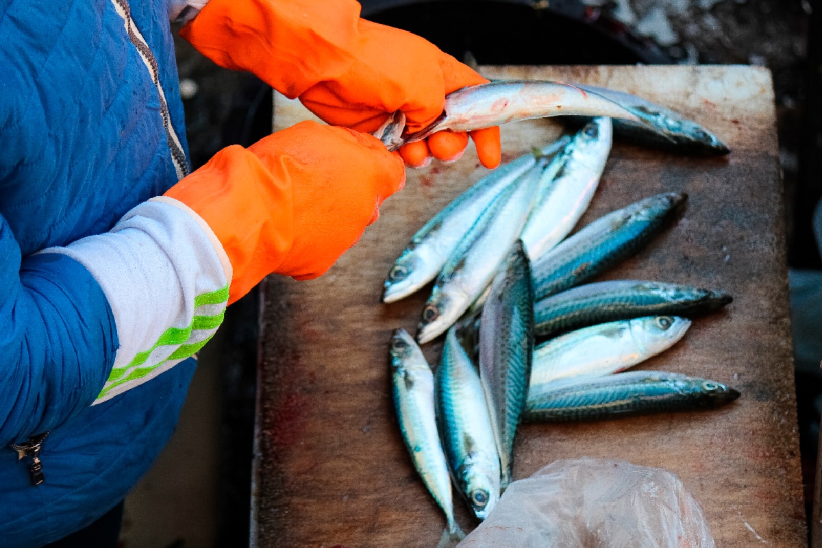 剥出鱼子和内脏是鱼类加工的必要步骤。