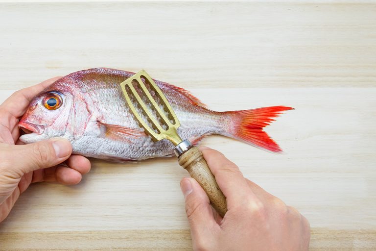 刮掉鱼鳞海鲷,鱼鳞是安全的和可食用的吗?-如果你不小心吃他们吗?