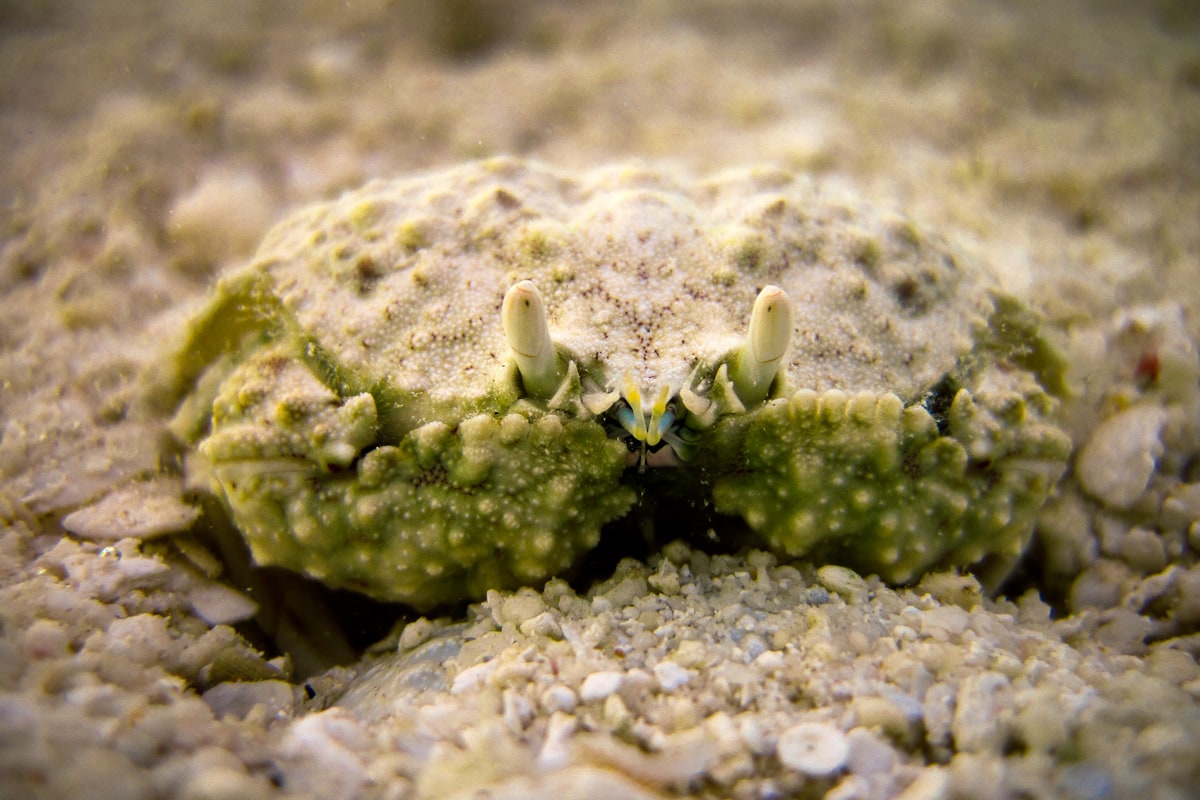 马尔代夫的珊瑚礁蟹