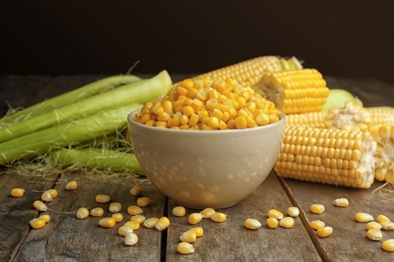 碗玉米种子和成熟的玉米穗轴在木桌上,玉米需要冷藏